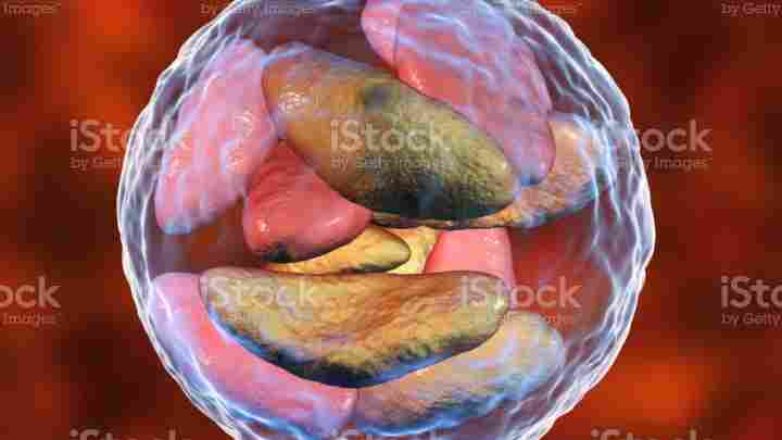 Toxoplasma gondii. Токсоплазмоз у людини: симптоми, шляхи зараження, діагностика та лікування
