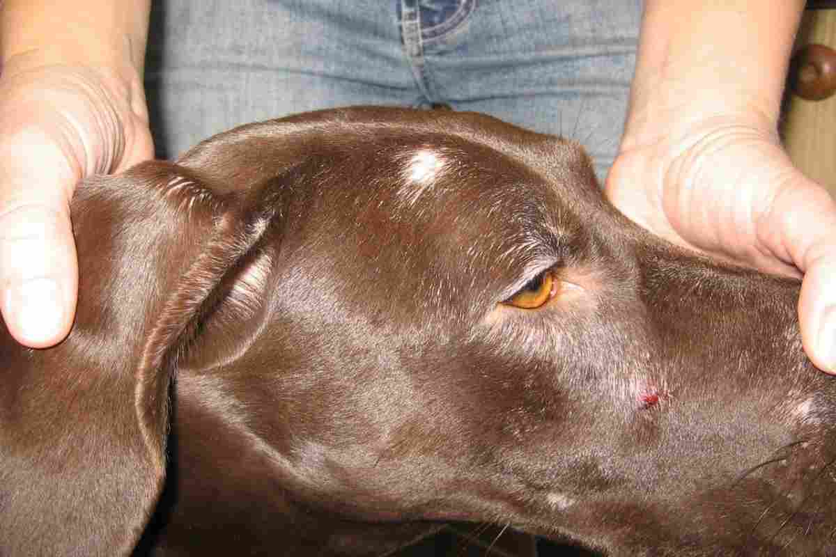 Піодермія у собак: симптоми і лікування
