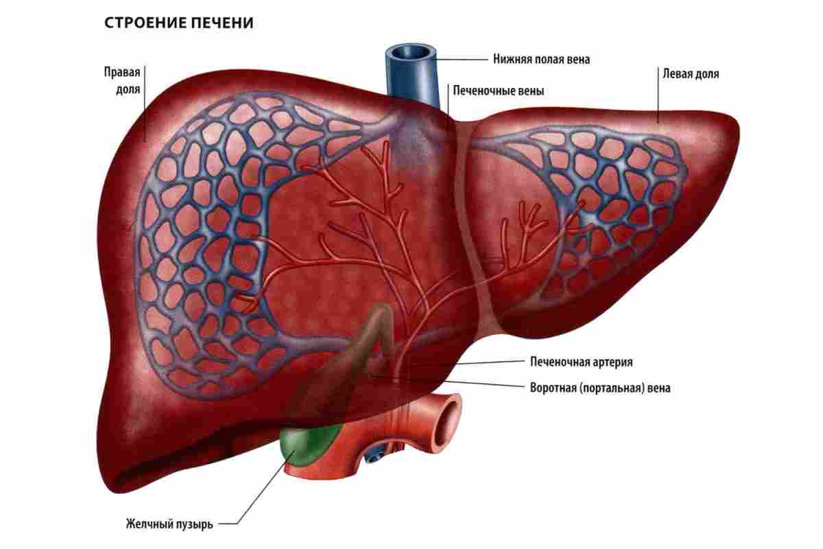 Гепатомегалія: дифузні зміни печінки. Будова внутрішніх органів людини