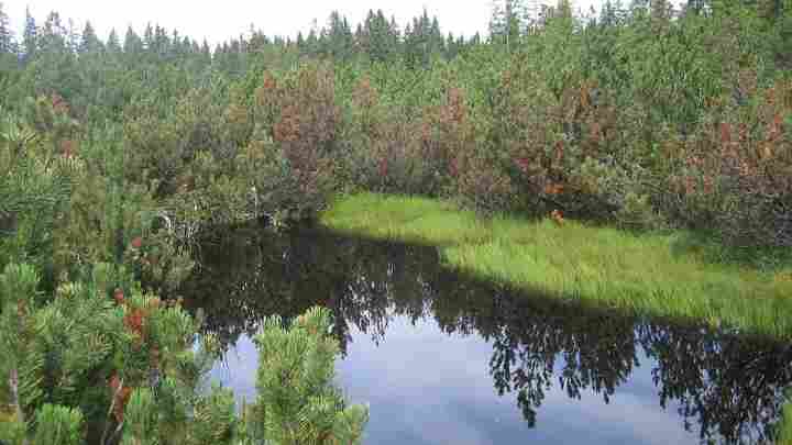 Мохове болото: особливості та основні характеристики