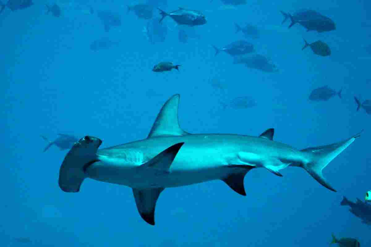 Акула синя: опис виду, середовище проживання, походження і особливості