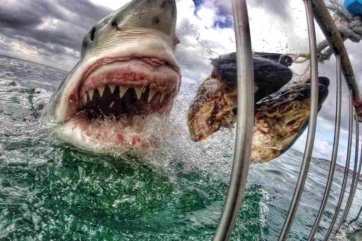Агресивні і небезпечні для людини види акул