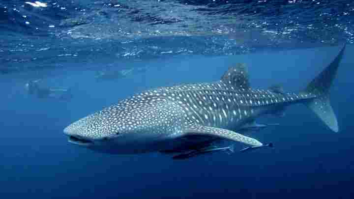 Китова акула - найбільша риба у світі
