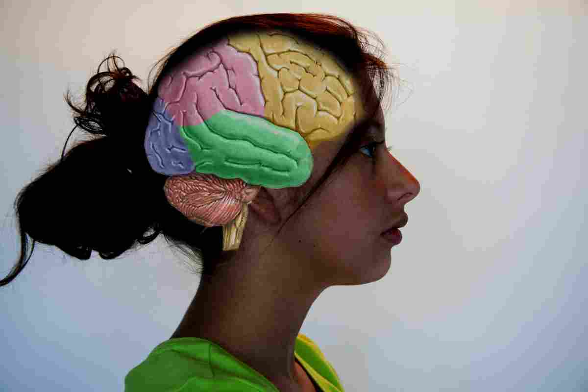 Мозок чоловіка і жінки