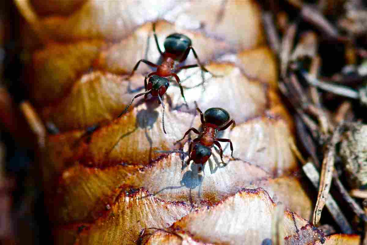 Прикмети про мурахи в будинку