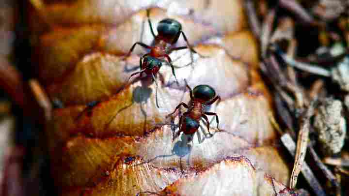 Прикмети про мурахи в будинку