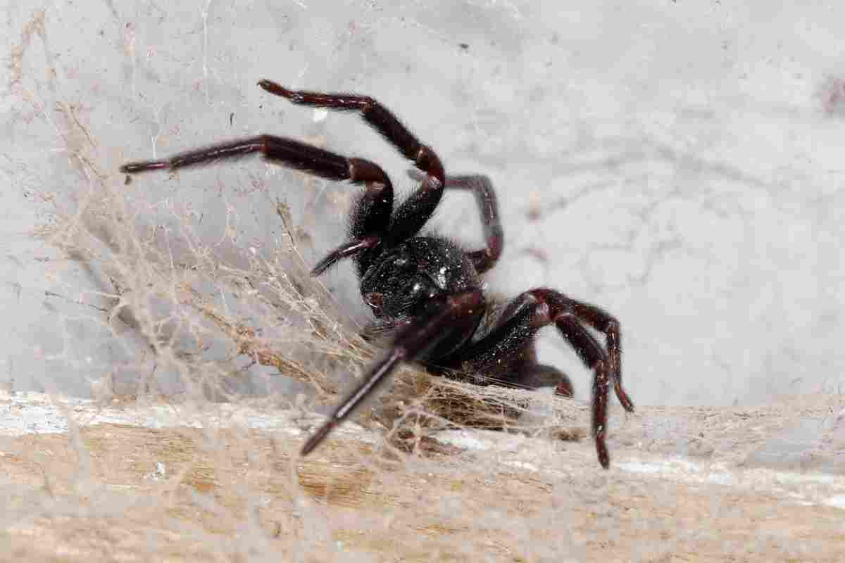 Чому не можна вбивати павуків у будинку: прикмети