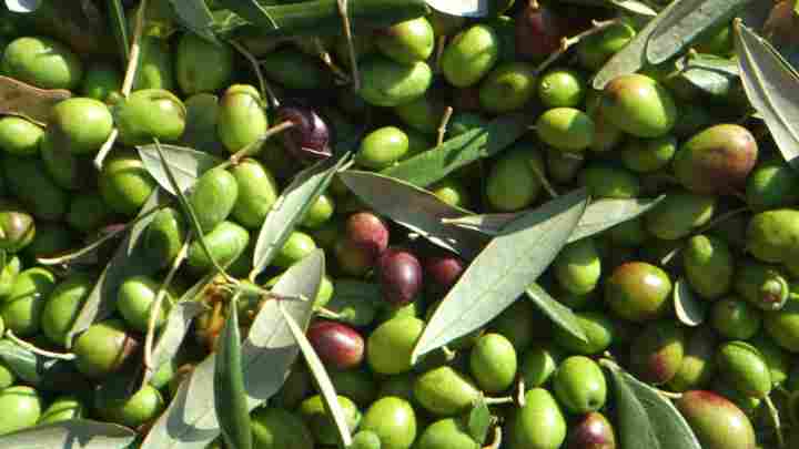 Як вирощувати оливкове дерево