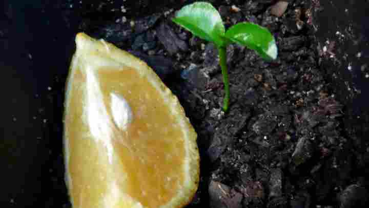 Як виростити апельсин з кісточки