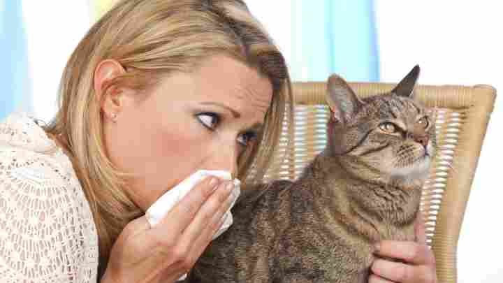 Алергія на кішок - в чому криється справжня причина, і що робити?