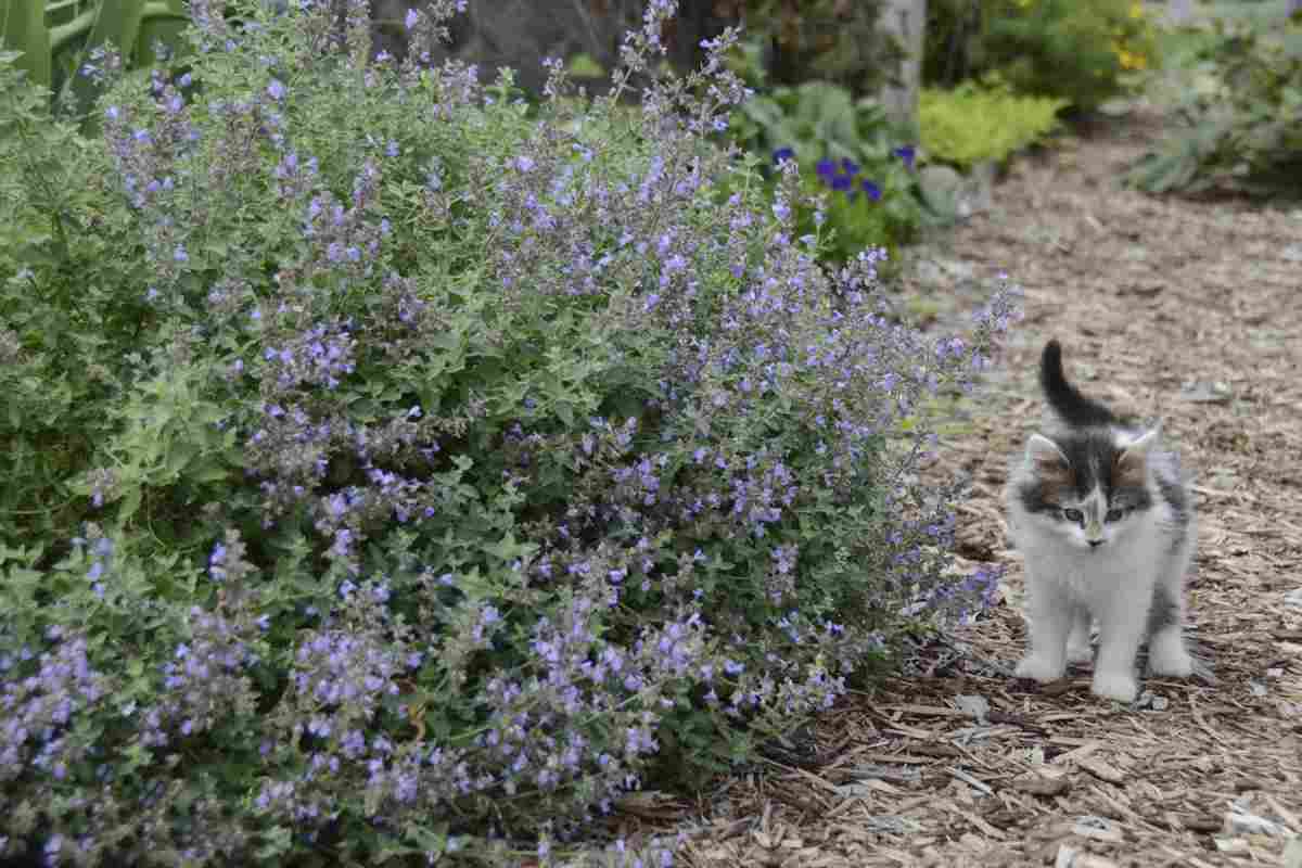 Котячий кішка - як використовувати всі лікувальні властивості рослини?