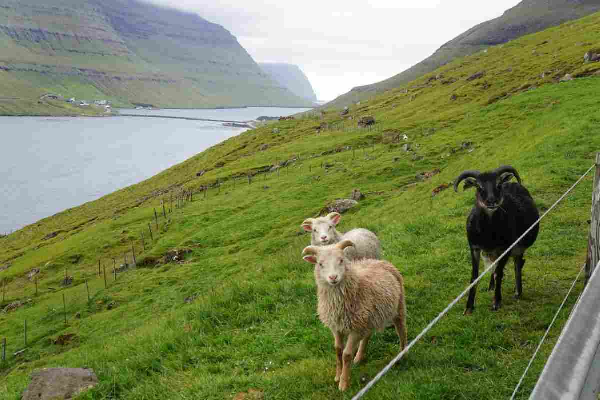 Google встановила камери на овець для зйомки Фарерських островів