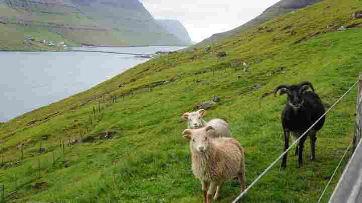 Google встановила камери на овець для зйомки Фарерських островів