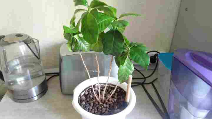 Як виростити кавове дерево в домашніх умовах