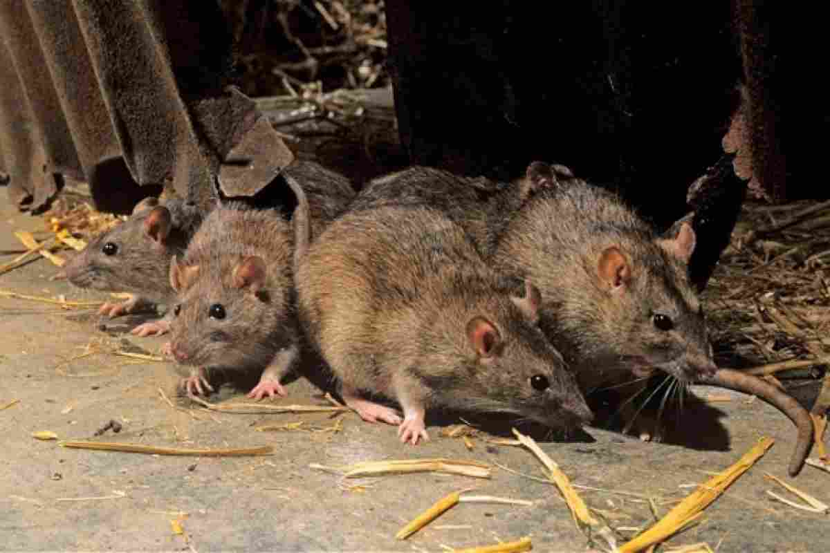 Як прогнати щурів з дому без хімії