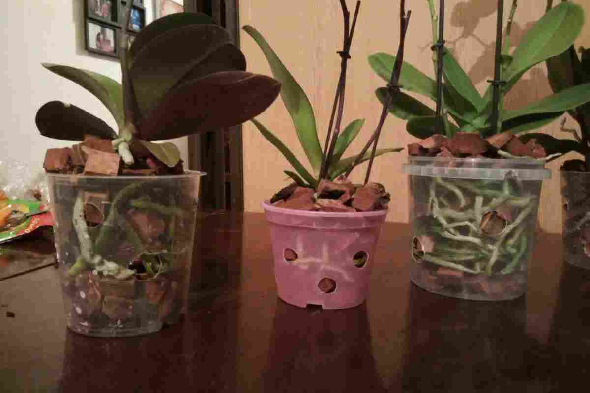 Як пересадити орхідею фаленопсис
