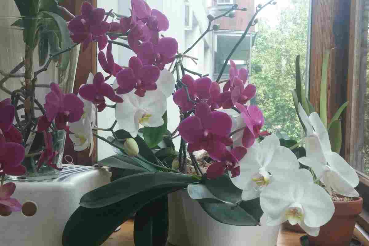 Як доглядати за орхідеями фаленопсис?