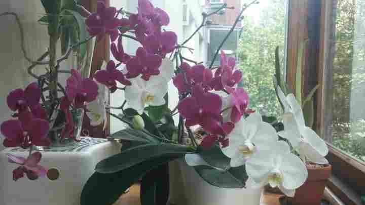 Як доглядати за орхідеями фаленопсис?