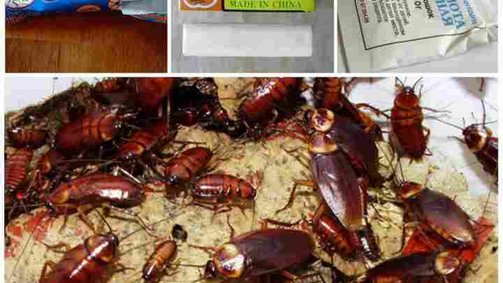 Захист від тарганів: народні кошти від шкідливих комах