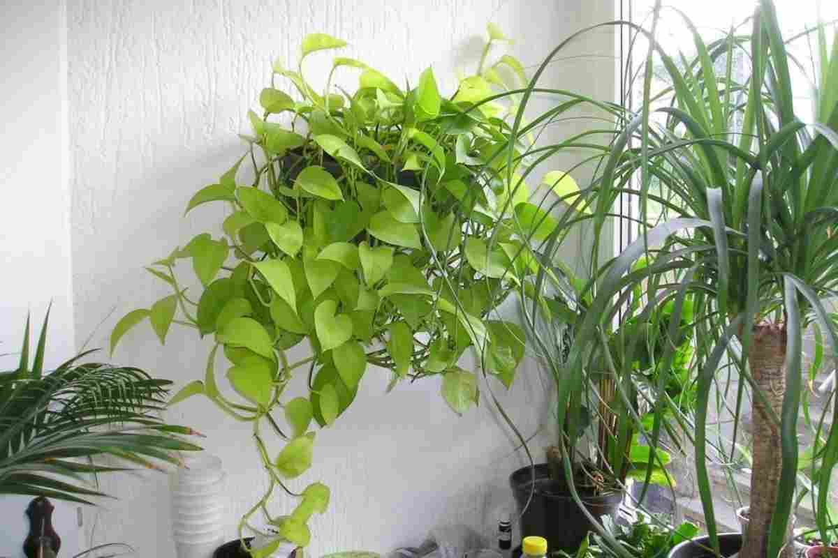 Фен-шуй і кімнатні рослини