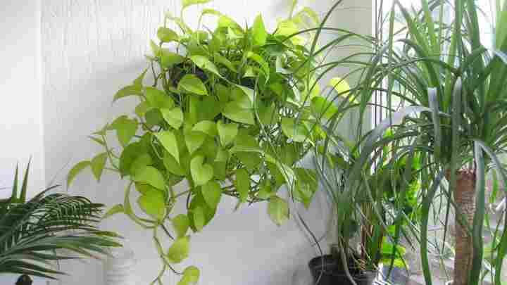 Фен-шуй і кімнатні рослини