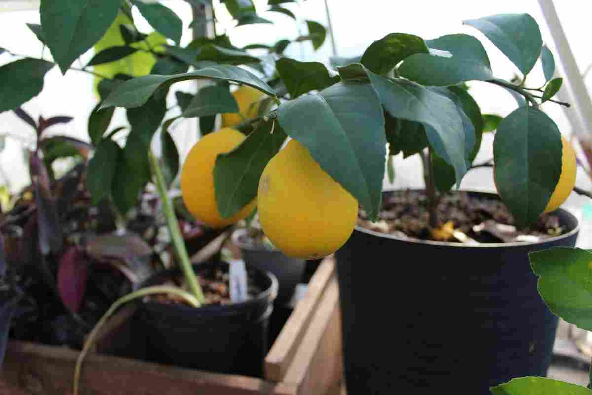 Як виростити лимон в домашніх умовах з кісточки