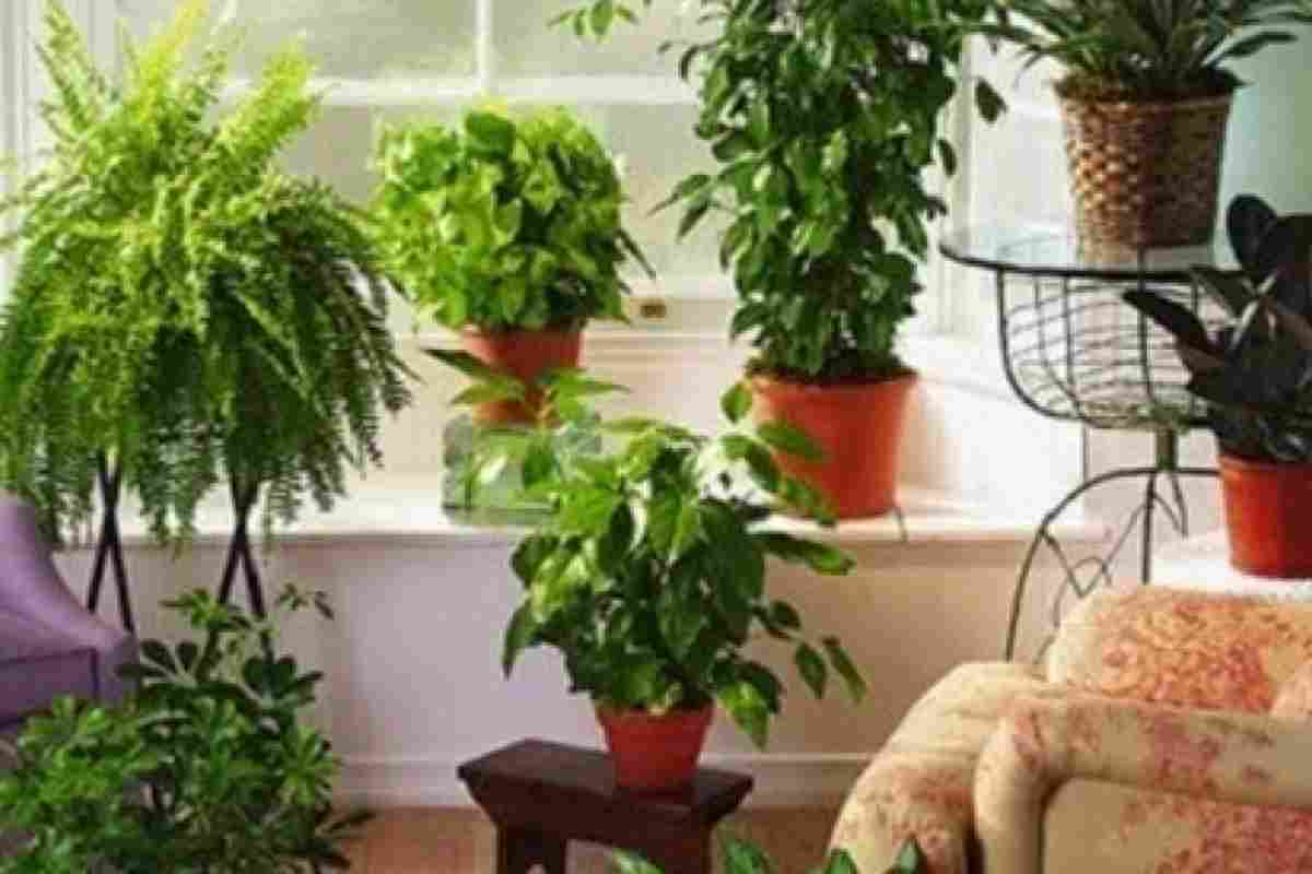 Растение защитник дома комнатное