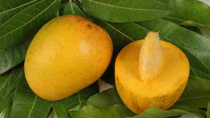 Як виростити манго з кісточки