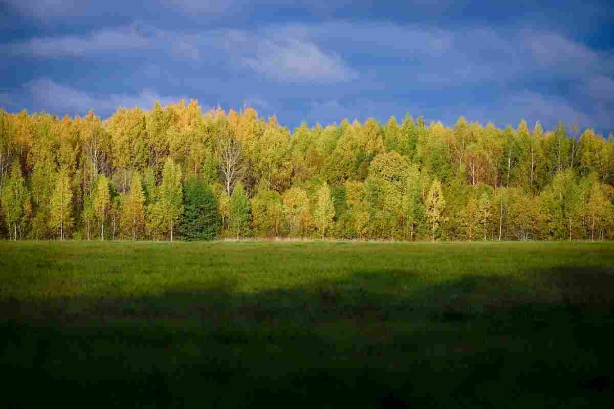 Опушка лісу - це... Екологічні та ботанічні особливості лісової опушки