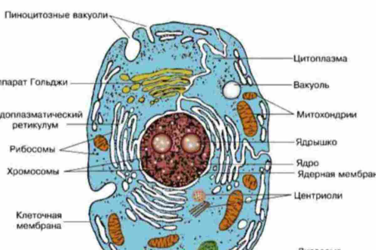 Клітинна будова має всі живі організми? Біологія: клітинна будова організму