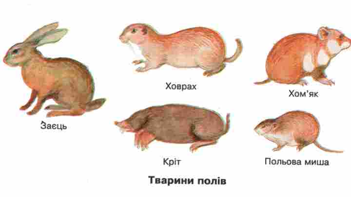 Вториннороті тварини: класифікація