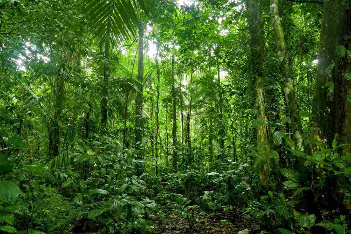 Тропічний ліс Індії: особливості тваринного та рослинного світу