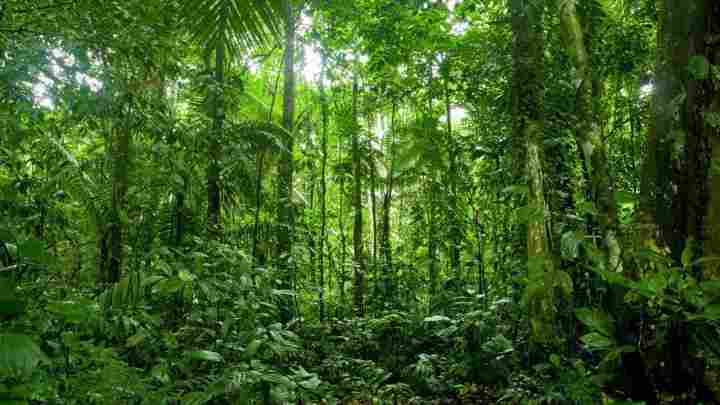 Тропічний ліс Індії: особливості тваринного та рослинного світу
