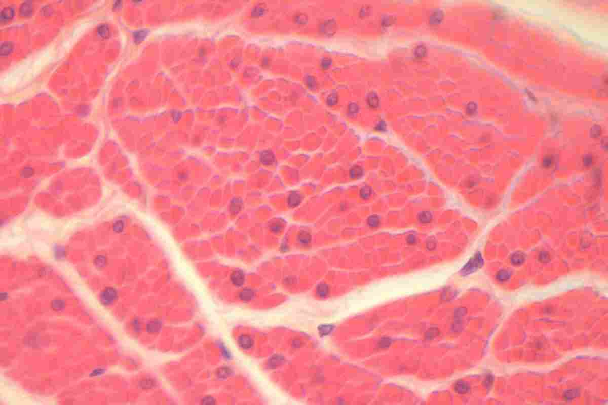 Функції м'язових тканин, види та структура