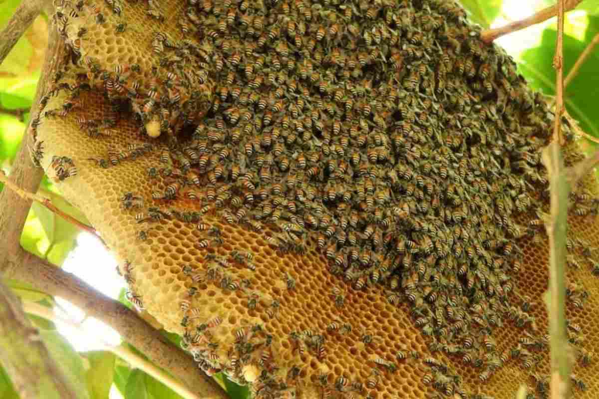 Як бджоли створюють житло і що таке сотня?