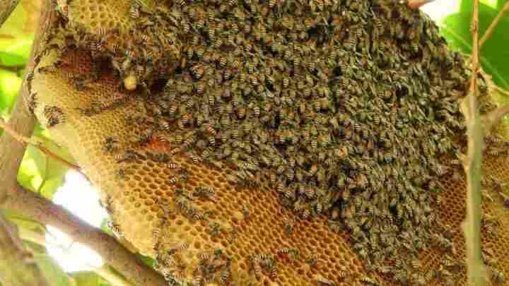 Як бджоли створюють житло і що таке сотня?
