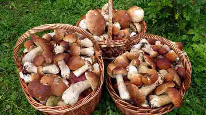 Чим корисні гриби і як часто їх можна їсти