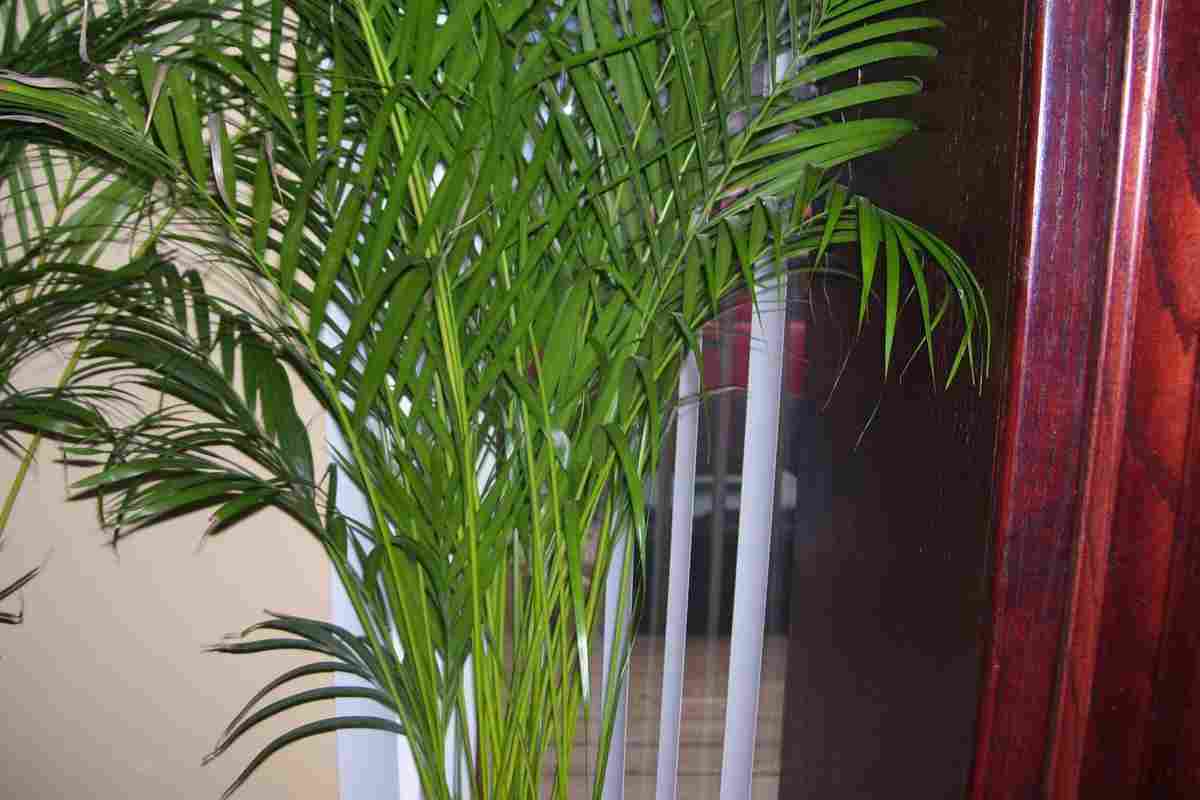Фінікова пальма в домашніх умовах