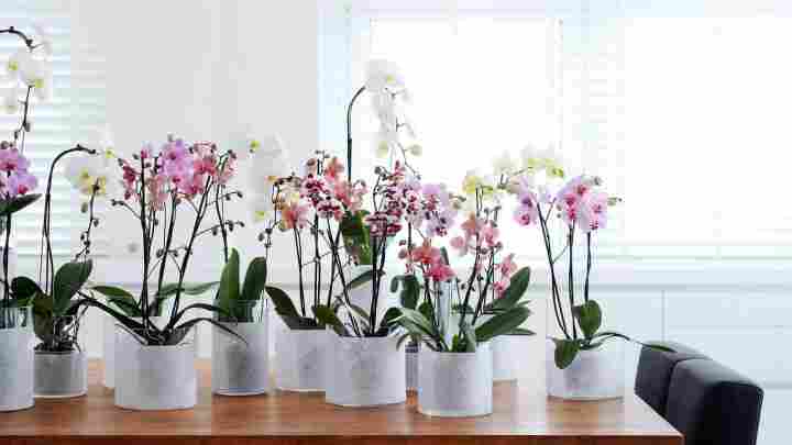 Догляд за орхідеями взимку