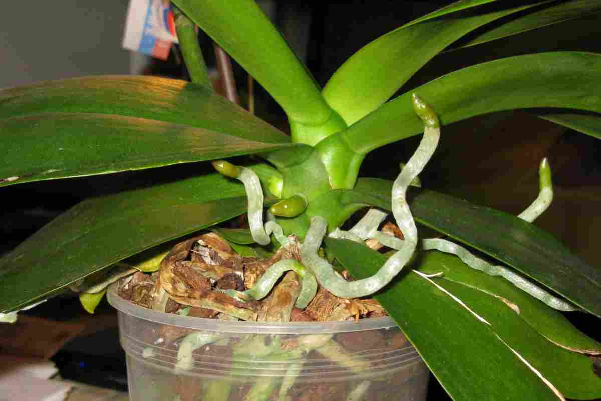 Орхідея - відхід після цвітіння