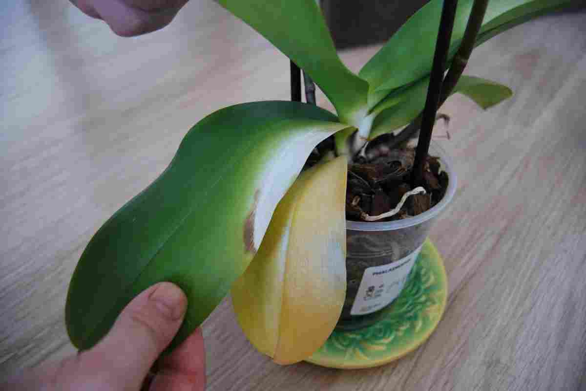 Чому орхідеї зніматимуть листя?
