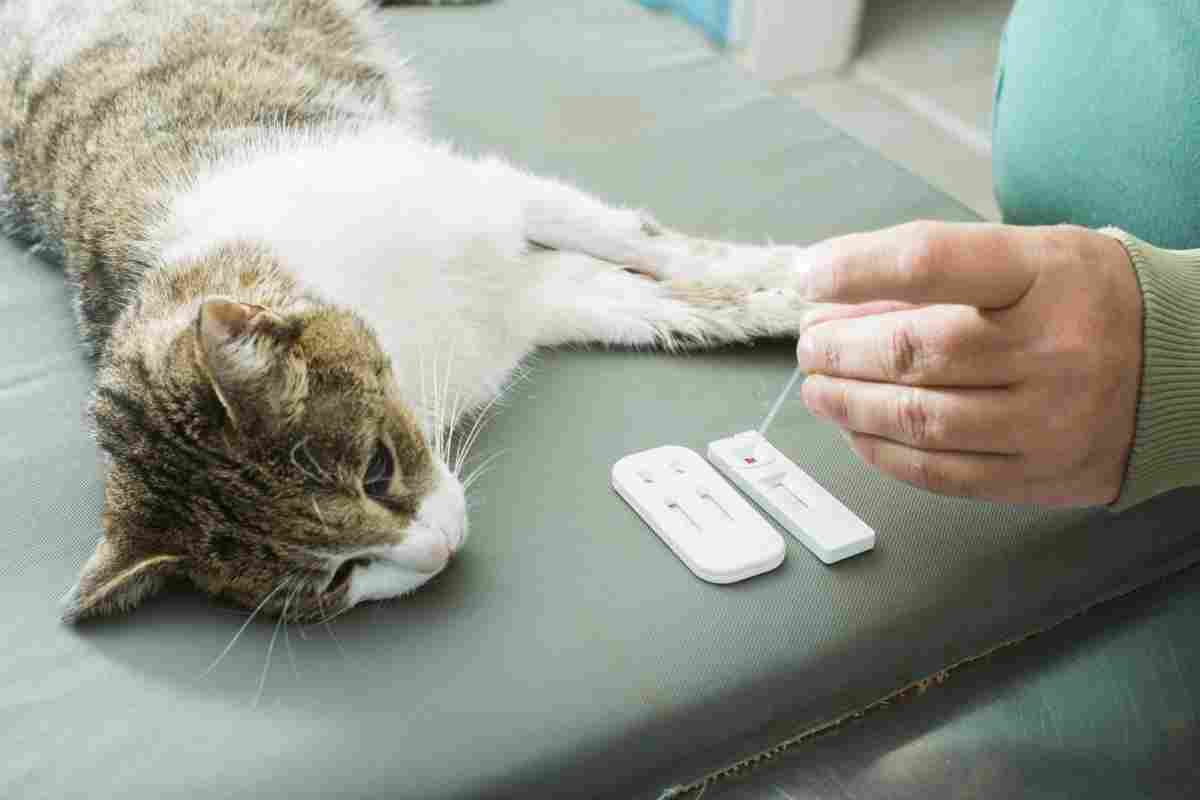 Діабет у кішок - симптоми