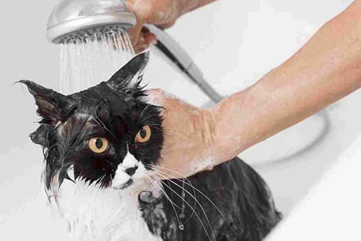 Як часто можна купати кішок?
