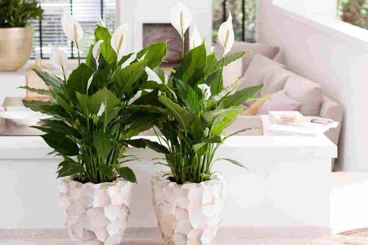 Кімнатні рослини для сімейного щастя