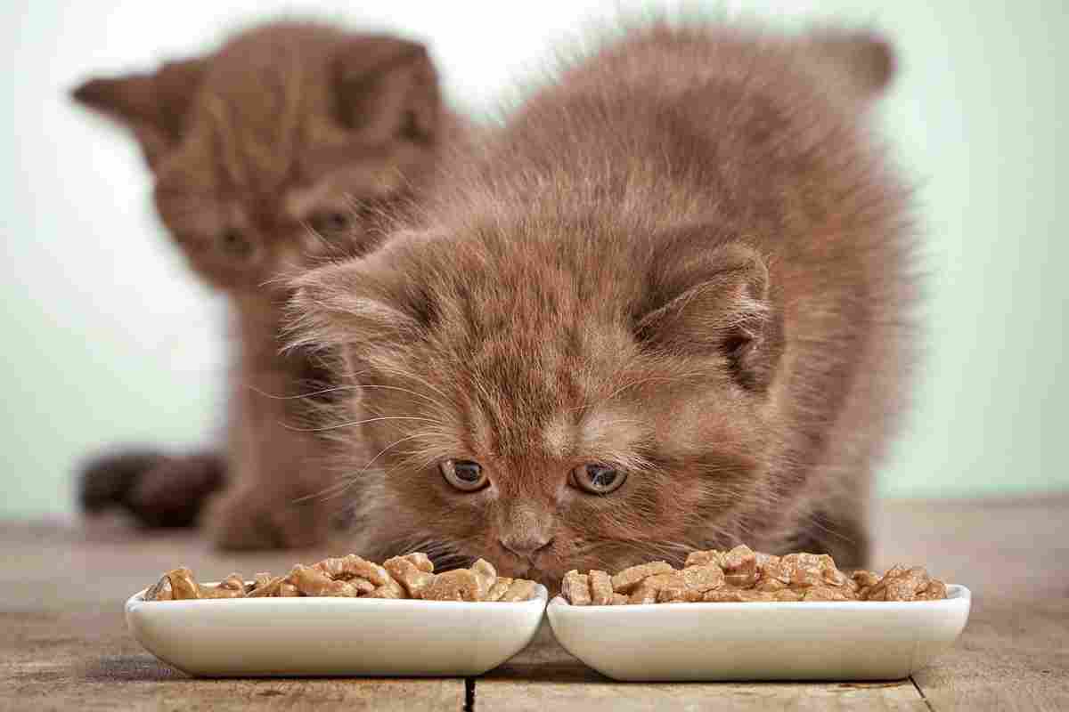 Чим годувати стерилізовану кішку?