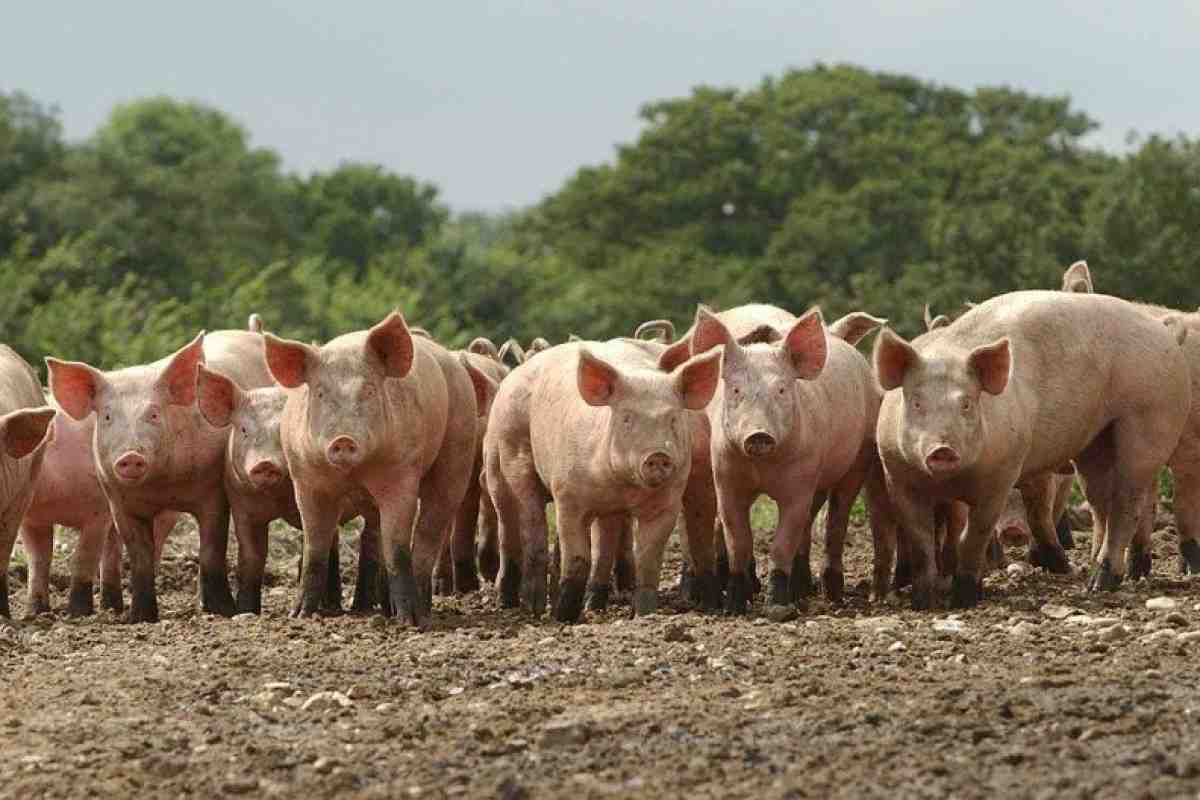 Виды и требования к кормушкам для свиней