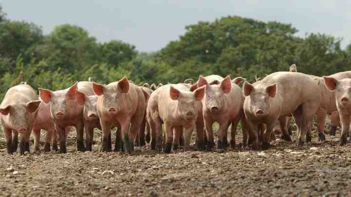 Виды и требования к кормушкам для свиней