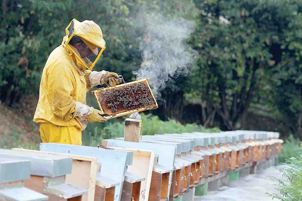 Окуривание пчел дым-пушкой: борьба с варроатозом и поддержание здоровья улья
