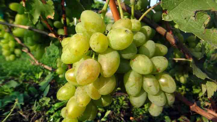 Користь білого винограду для організму