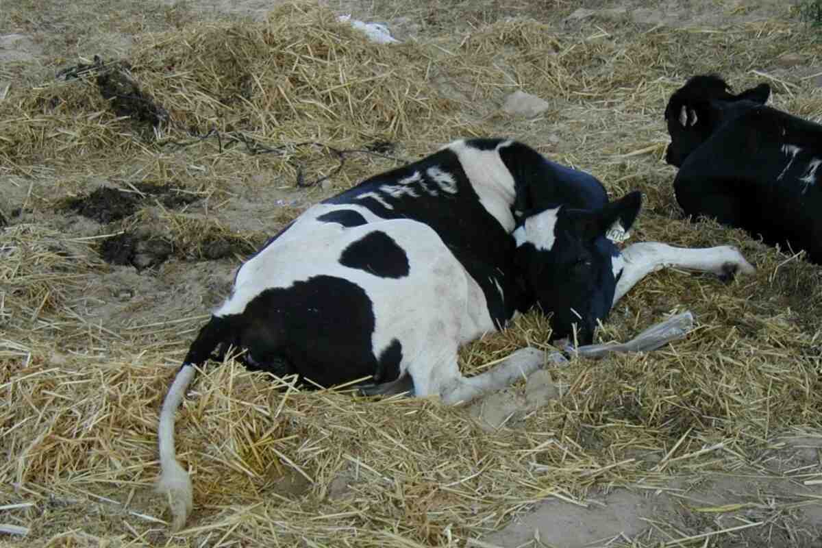Корисні властивості сироватки з коров'ячого молока